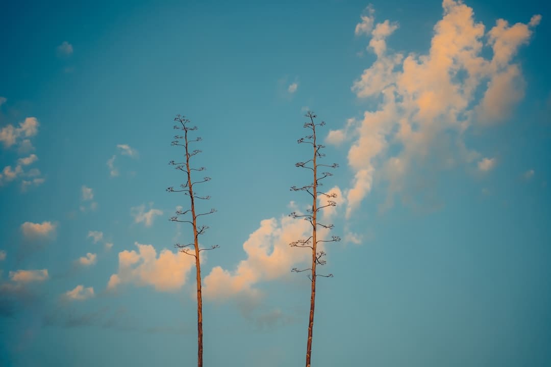 潮汕卤鹅是什么梗